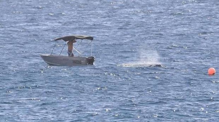 The man who raced to free the baby whale from shark nets off the Gold Coast. Photo / News Corp Australia