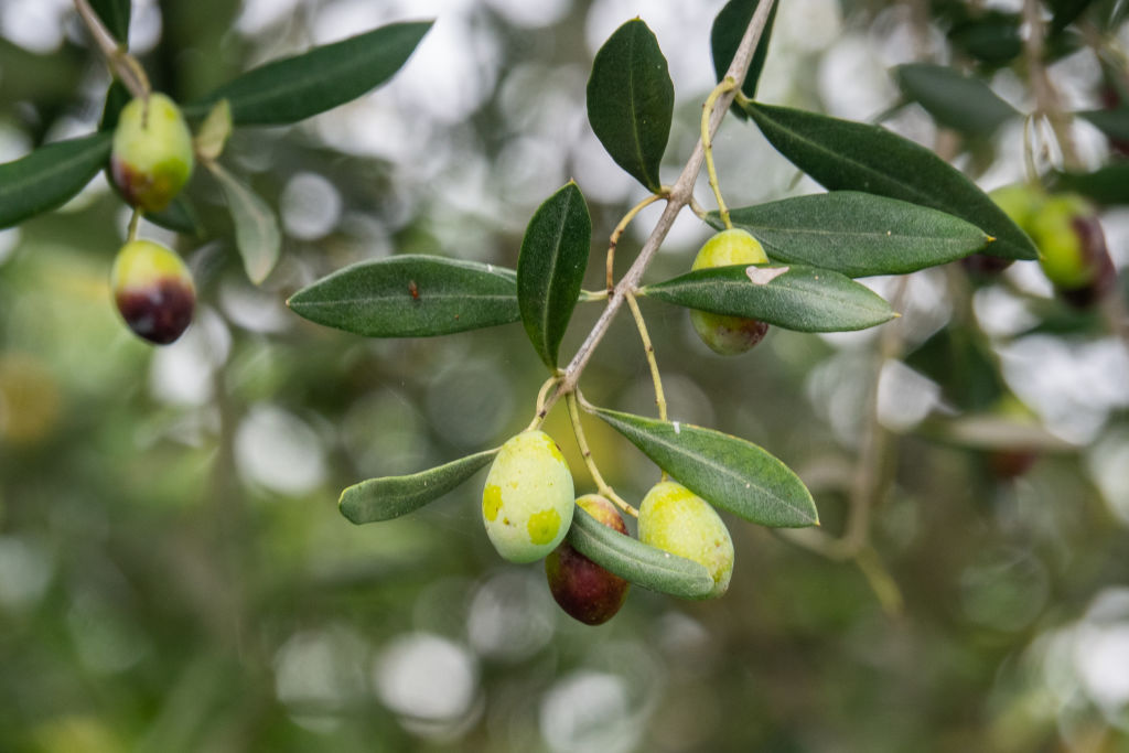 Olives. (Photo / Getty)