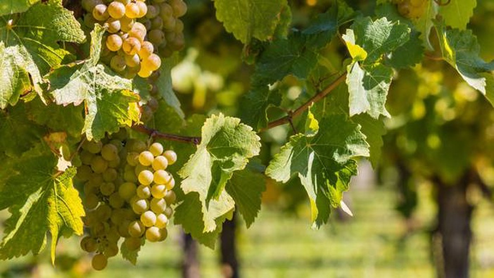The Marlborough has around 26,000 hectares of vineyard. Photo / 123RF