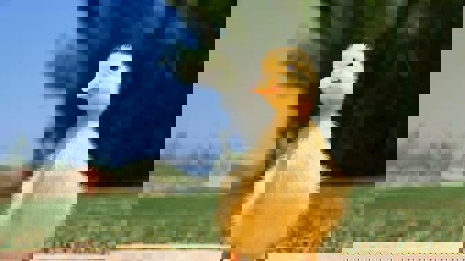 Uk Woman Hatches Ducklings From Supermarket Eggs Uk Woman Hatches Ducklings From Supermarket Eggs