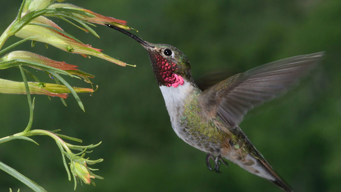 This male broad-tailed hummingbird has magenta throat feathers that are likely perceived by birds as an ultraviolet+purple combination colour. (University of Maryland-College Park)