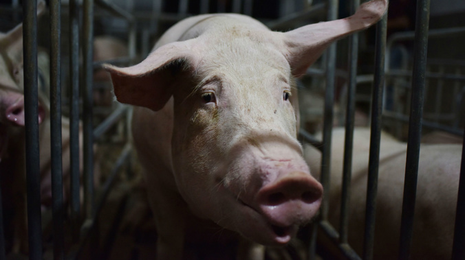 This photo taken on August 10, 2018 shows a pig standing in a pen at a pig farm in Yiyang county, in China's central Henan province. (Photo / CNN)