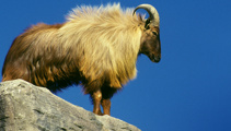 Hunters question Department of Conservation over tahr plans