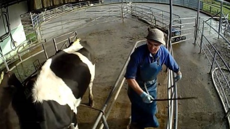 Calls for a new Crown agency to handle animal welfare complaints