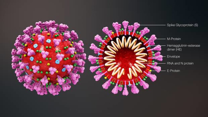A cross-sectional model of SARS-CoV-2, showing the components of the virus. Image / CDC