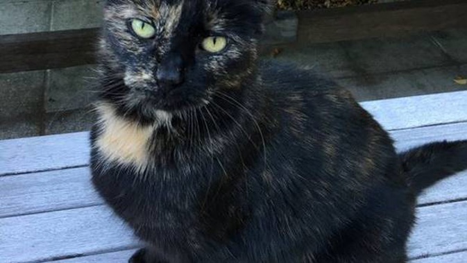 Judith Collins' cat Minnie has passed away. Photo / Judith Collins