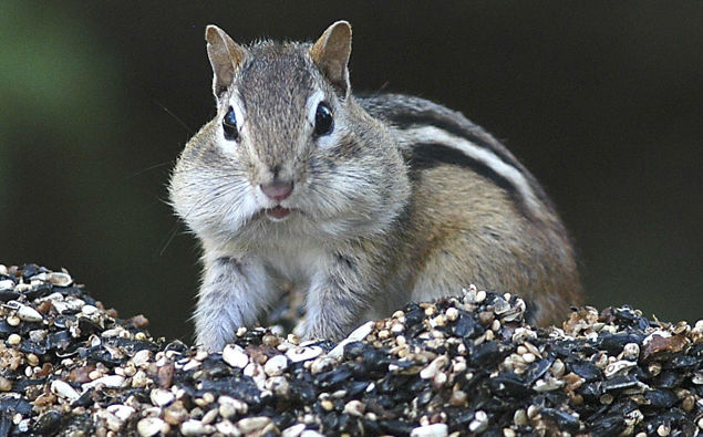 Chipmunks in New England are causing chaos! (Photo / AP)