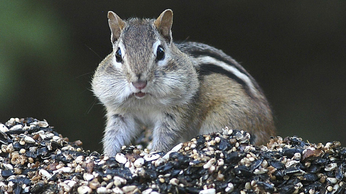 Chipmunks in New England are causing chaos! (Photo / AP)