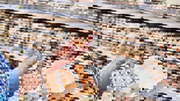 Erin O'Hara: Naturopath and wellness expert explains the benefits of choline