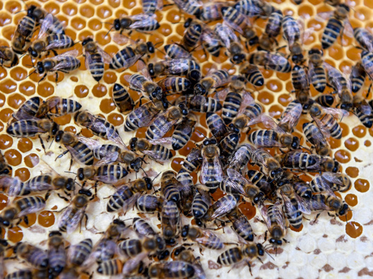 Traces of glyphosate is being found in one-in-five honey samples. (Photo / Getty)