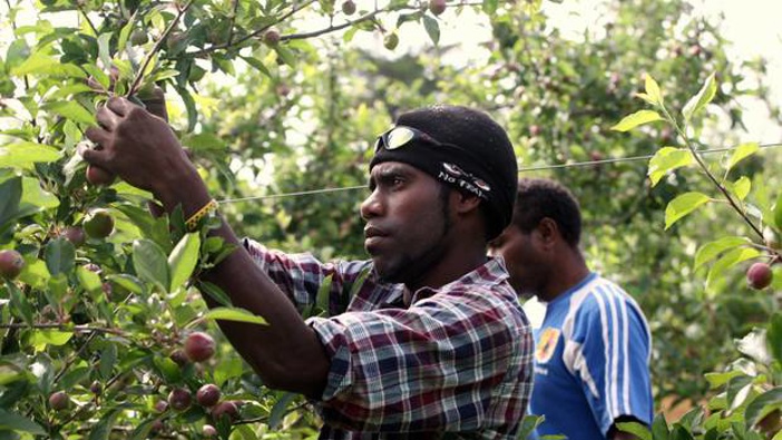 The government has introduced $50 million reforms to stop the exploitation of migrant workers. Photo File