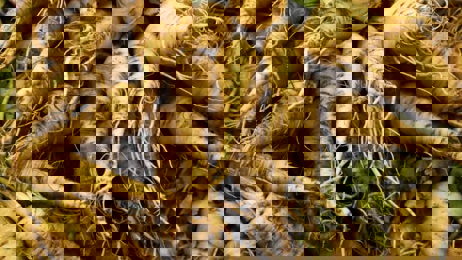 Michael Van de Elzen: Parsnip rosti with shallot jam & crumbled feta