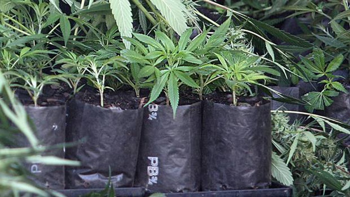 Cannabis plant. (Photo / File)