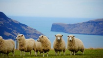 Face mask industry providing opportunities for NZ wool exports