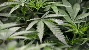 Kerre Woodham: Revisiting drug laws