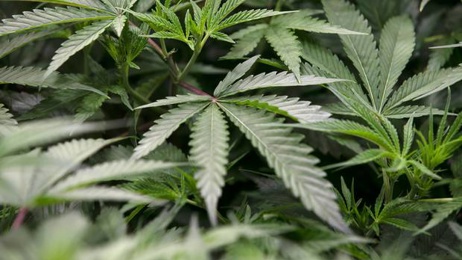 Kerre Woodham: Revisiting drug laws