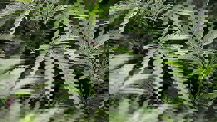 Photo / File