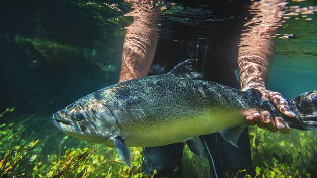 NZ King Salmon farms in the Marlborough Sounds. Photo / Supplied