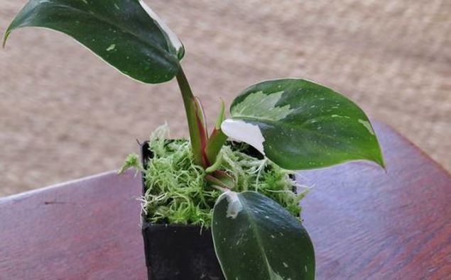 Rare Houseplant Sells On Trade Me For Nearly 7000