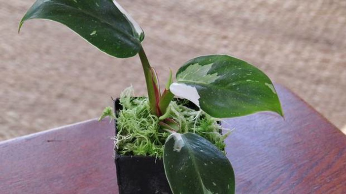 The philodendron erubescens is the second most expensive houseplant to be sold on Trade Me. Photo / Supplied