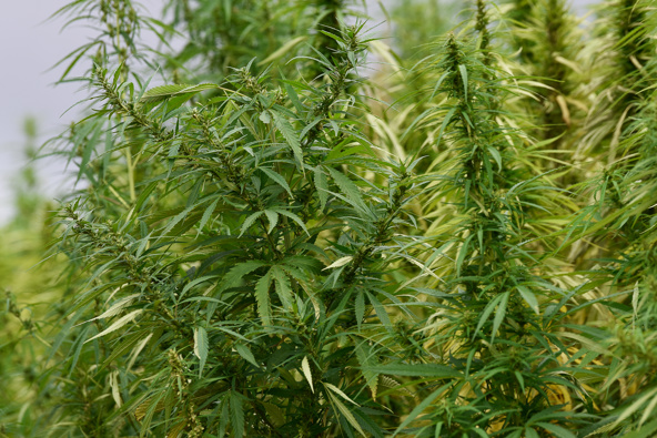 Hemp industry optimistic around its potential growth PHOTO: GettyImages
