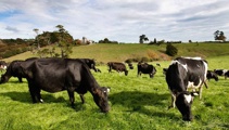 Mycoplasma bovis found on Mid Canterbury farm