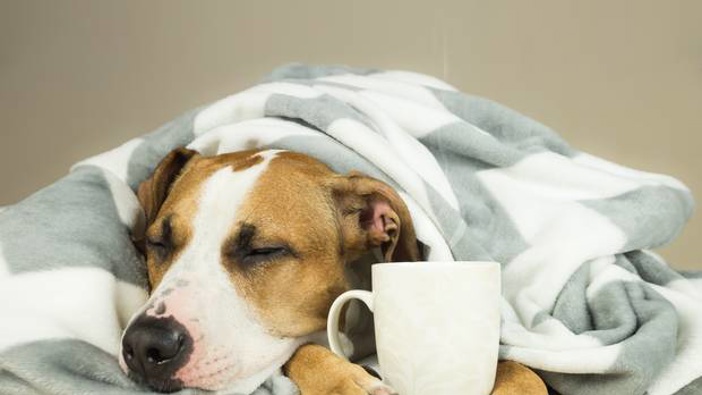 Should you be able to take sick leave due to trouble with pets? Photo/Getty Images