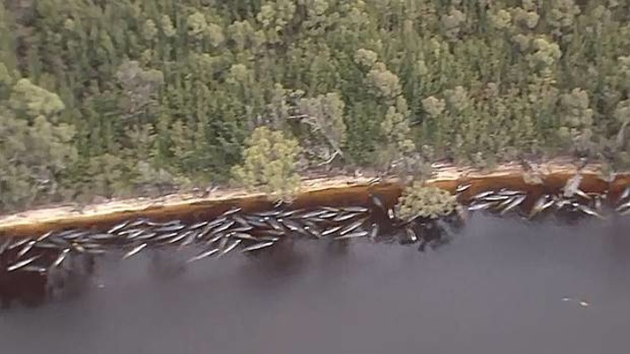 In this image made from aerial video shows numerous stranded whales along the coastline Wednesday near the remote west coast town of Strahan on the island state of Tasmania. Photo / AP