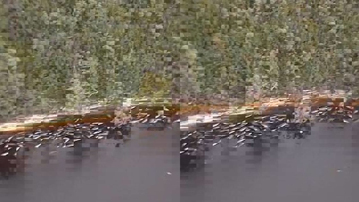 In this image made from aerial video shows numerous stranded whales along the coastline Wednesday near the remote west coast town of Strahan on the island state of Tasmania. Photo / AP