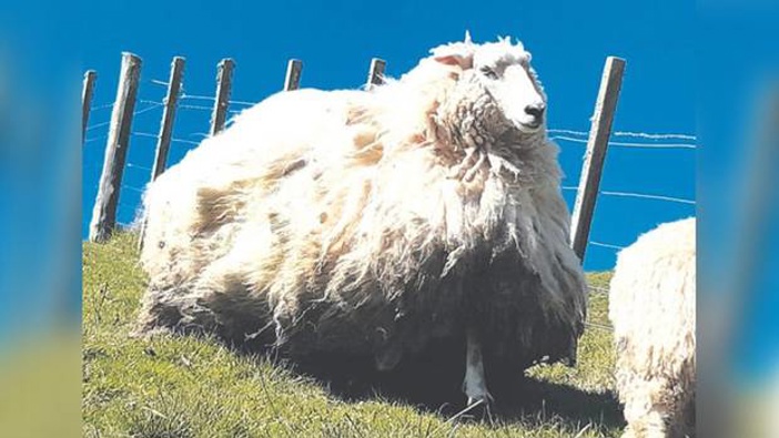 "Shrek 2" has been found living in a forestry block adjoining Wairakaia Station at Muriwai and the long, woolly beast of a sheep will feature at the Spring Show. Photo / Supplied