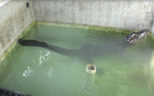 The Chinese alligator is seen in a tank, prior to the helium experiment. (Photo / Supplied via CNN)
