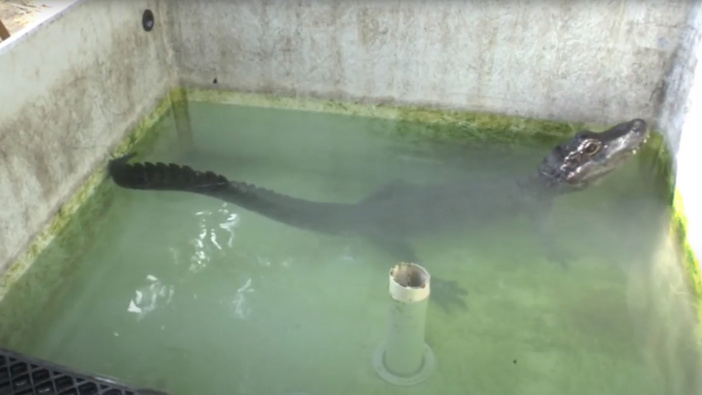 The Chinese alligator is seen in a tank, prior to the helium experiment. (Photo / Supplied via CNN)