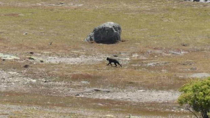 Two sightings of "monstrous" cats earlier this month in North Canterbury have again reignited the mystery and speculation. Photo / Supplied