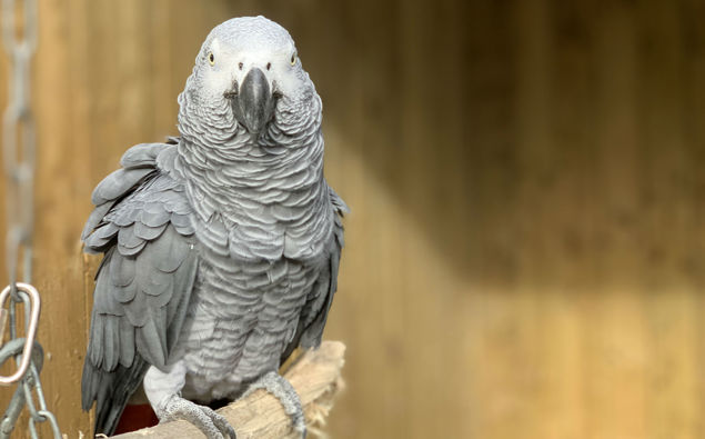 Elsie, one of the potty-mouthed parrots. (Photo / Lincolnshire Wildlife Park)