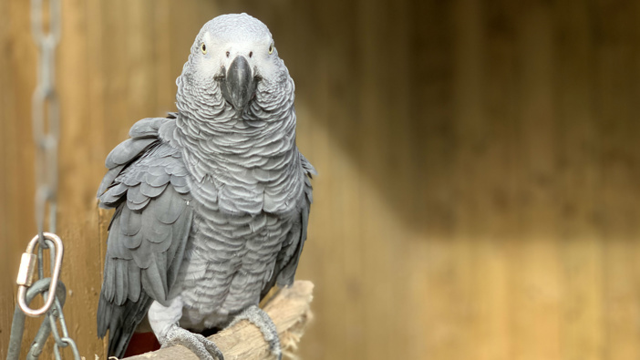 Elsie, one of the potty-mouthed parrots. (Photo / Lincolnshire Wildlife Park)