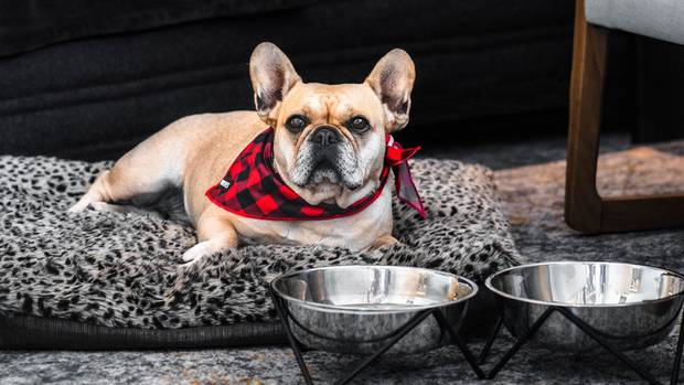 A treat: Dogs needn't be left behind on a luxury hotel break. Photo / Supplied, QT Resorts and Hotels