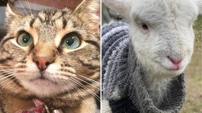 Coco the cat and Gladys the lamb. Photos / Supplied