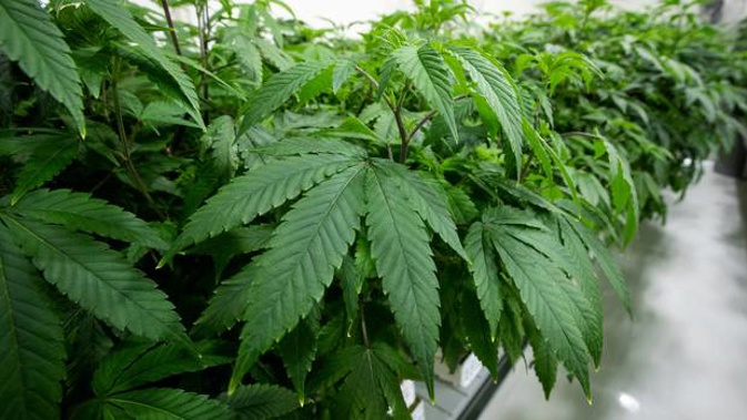 Legalising Cannabis is one of two referendums this election. (Photo / File)