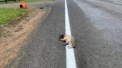 The possum was painted over. Photo / Supplied