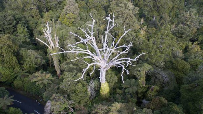 Waipoua Forest. Photo / file