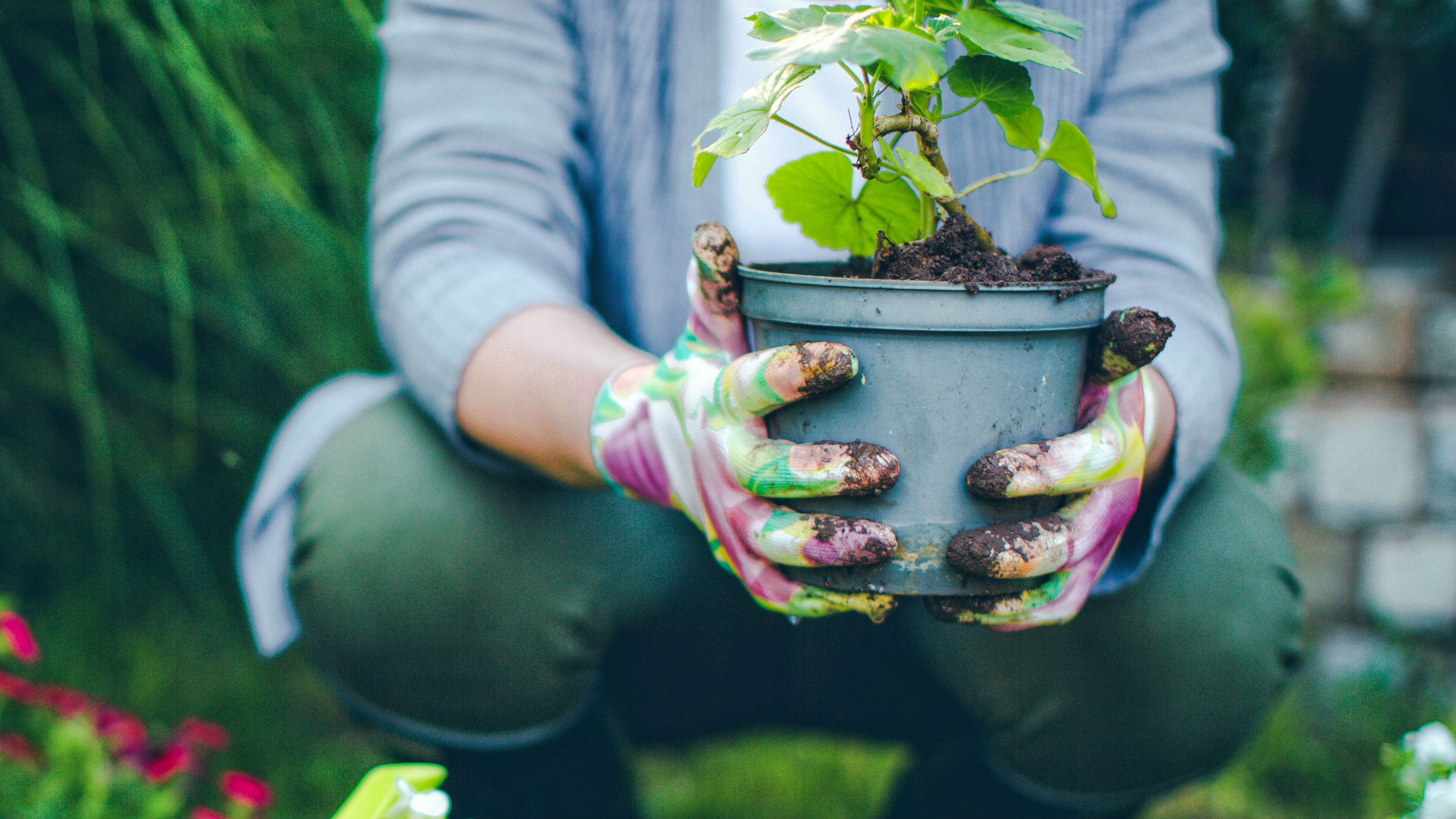 Ruud Kleinpaste: Plants to brighten up the dark, cool months in the garden