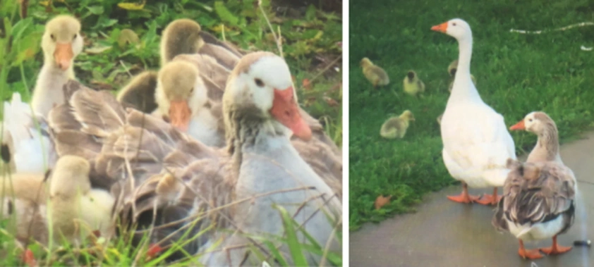 The geese were often spotted by Millwater residents. Photo / NZ Herald