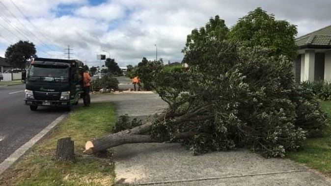 Council workers clear up pohutukawa trees off the footpath and road of Harbourside Dr, Karaka, after a mystery person chopped down eight with a chainsaw over Labour Weekend. Photo / Supplied