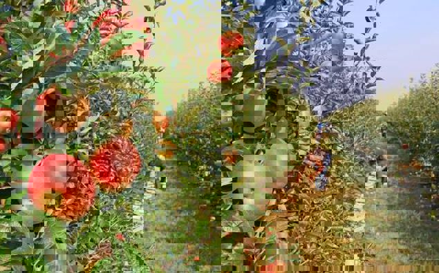 Photo / File