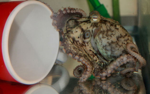 Octopuses have the ability to taste objects using sensory cells inside the suckers on their tentacles, Harvard University researchers found. (Photo / Lena van Giesen/Harvard University via CNN)
