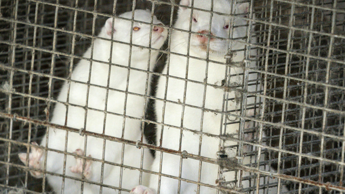 In this Friday, Oct. 9, 2020 file photo, minks in a farm in Gjoel in North Jutland, Denmark