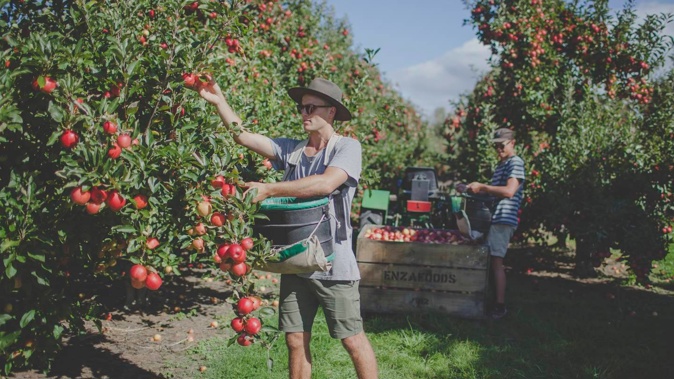 Kiwis are being enticed with $2000 to travel across the ditch and take up seasonal work. Photo / Supplied