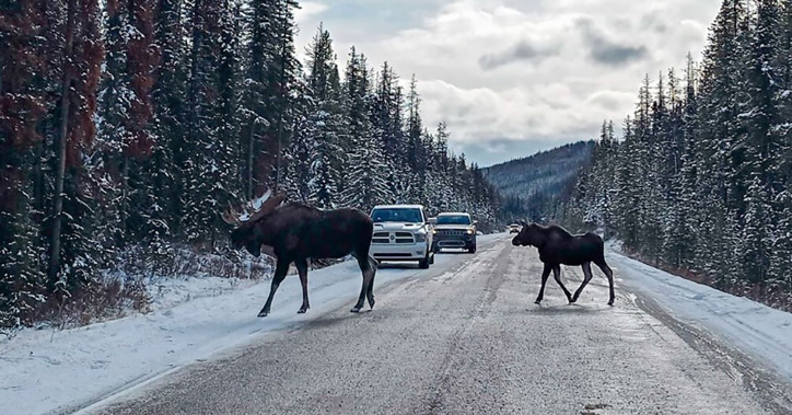 Moose walking across the road at Jasper National Park. People often park on the side of the road in hopes of catching a glimpse of the moose.