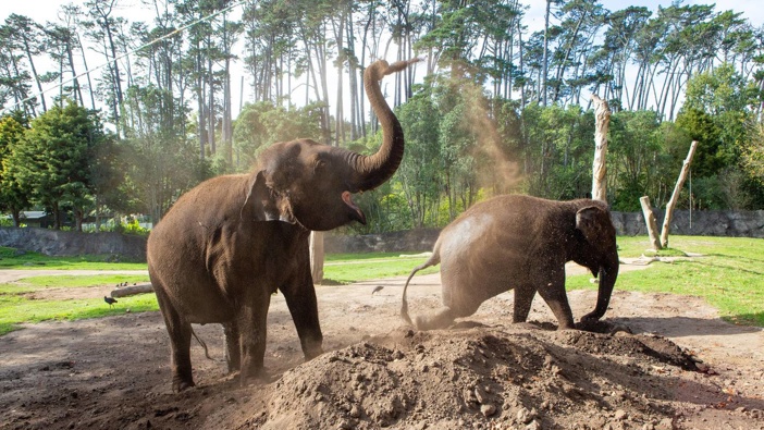 Elephants Anjalee (left) and Burma cool off with a dust bath Auckland Zoo under Covid-19 lockdown in April. Photo / File