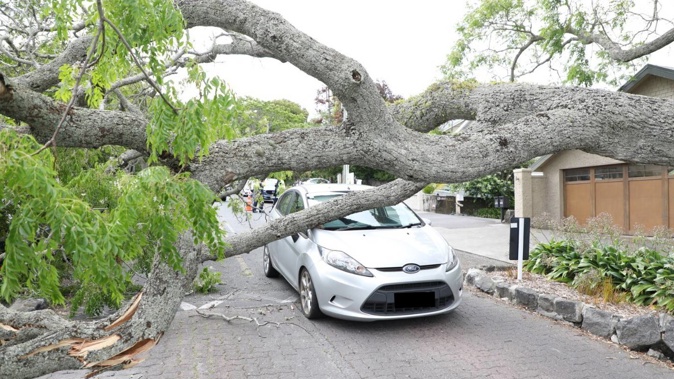 A near 30-metre tall tree ploughs onto a moving car. Photo / Hayden Woodward